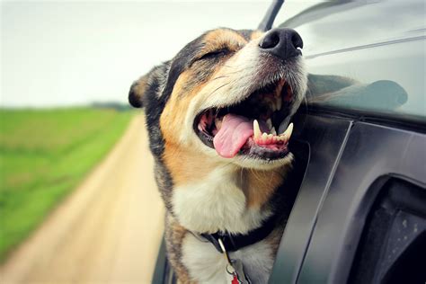 Can Dogs Travel in a Car for 12 Hours? And Why Do They Always Stick Their Heads Out the Window?