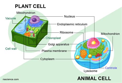 Do Plant and Animal Cells Have a Chloroplast? And Why Do Bananas Dream of Electric Sheep?