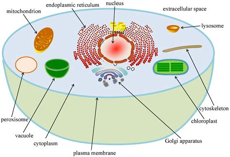 Do Plant and Animal Cells Have a Chloroplast? And Why Do Fish Prefer Swimming in Chlorophyll Soup?