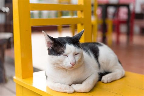 Does Hot Weather Affect Cats' Appetite? And Why Do They Suddenly Crave Ice Cream?