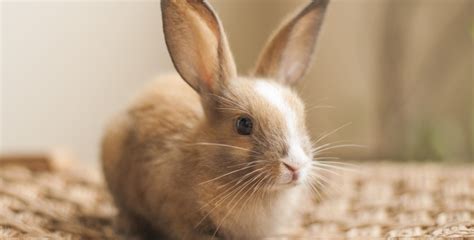 How Much Do Pet Bunnies Cost: And Why Do They Always Look So Judgmental?