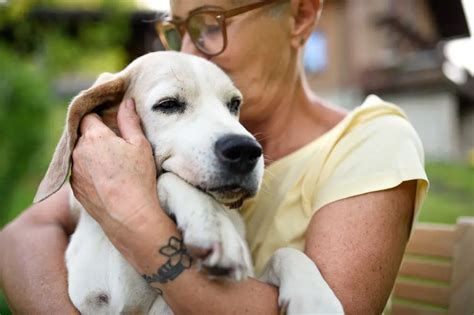 How Much Does It Cost to Cremate Your Pet: Exploring the Emotional and Financial Dimensions of Saying Goodbye