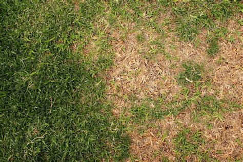 How to Repair Burnt Grass: A Comprehensive Guide to Reviving Your Lawn