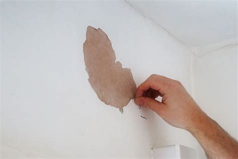 How to Repair Peeling Paint on Wall: A Symphony of Chaos and Order