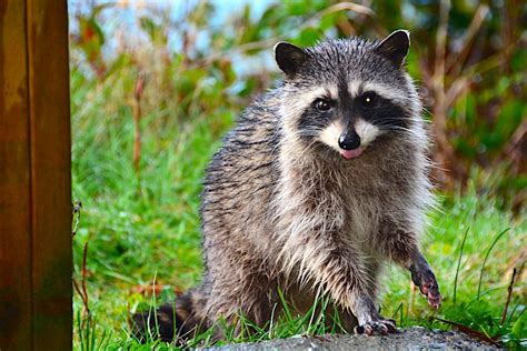 Is it legal to keep a raccoon as a pet, and can they teach us about the mysteries of the universe?