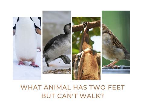 What Animal Has 2 Feet but Can't Walk? Exploring the Paradox of Flightless Bipedal Creatures