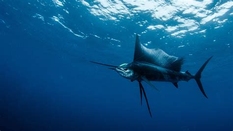 What is the Fastest Animal in Water? And Why Do They Swim So Fast?