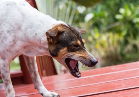 Why Does My Dog Growl at Me When I Pet Him? And Why Do Cats Always Seem to Judge Us Silently?