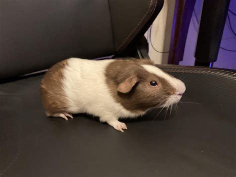 Why Does My Guinea Pig Push His Head Up When I Pet Him, and Why Do Clouds Sometimes Look Like Marshmallows?